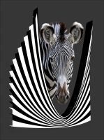 Trapp-Zebra